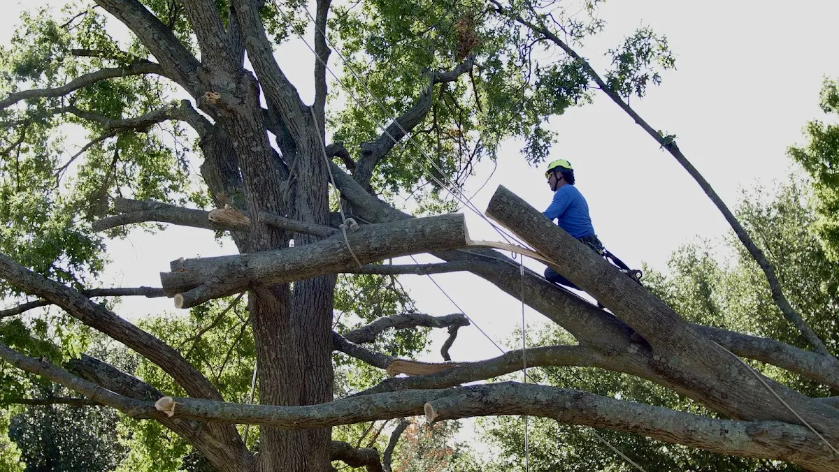 Professional Crown Thinning performed by certified arborists in Red Oak