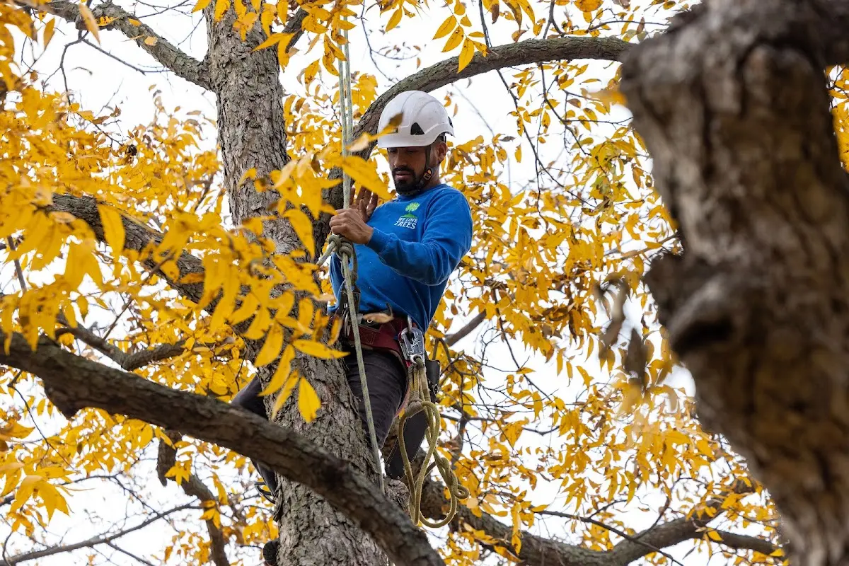 Skilled Storm Damage Cleanup crew working in Red Oak